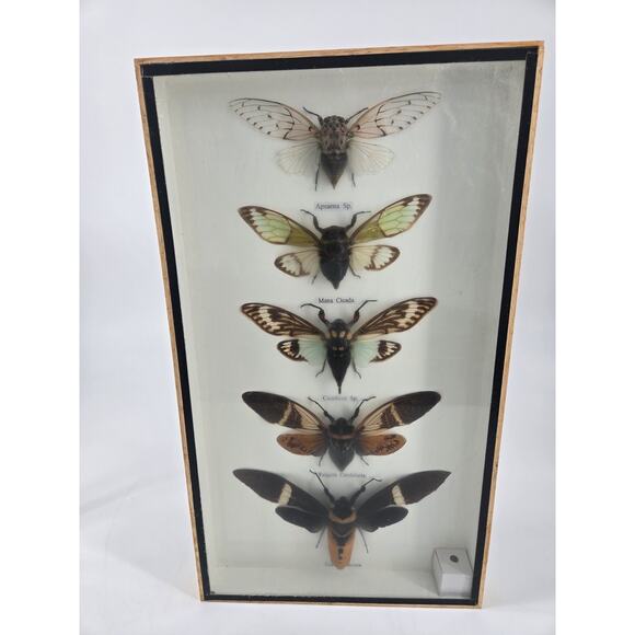 Real Cicada Insect Taxidermy Entomology In Display Wooden Shadowbox 5 Specimen - Picture 13 of 13